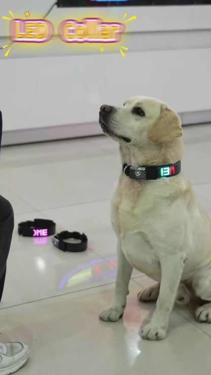 🐶 Collier LED multicolore personnalisable pour chien